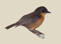 Gunning's Robin-Chat