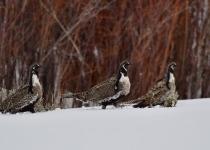 Gunnison sage-grouse