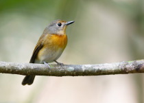Hainan Blue Flycatcher