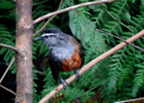 Hainan Blue Flycatcher