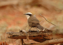 Hall's babbler
