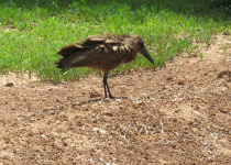 Hamerkop
