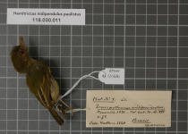 Hangnest Tody-Tyrant