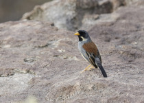 Happy Inca-Finch