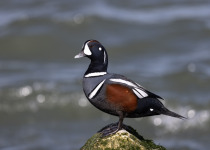 Harlequin Duck