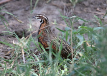 Harlequin Quail
