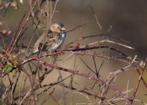 Harris's Sparrow