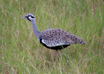 Hartlaub's bustard
