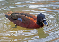 Hartlaub's Duck
