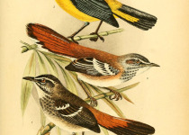 Hartlaub's scrub robin