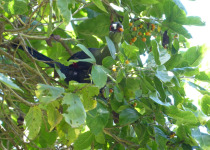 Hartlaub's Turaco