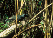 Hawaiian Crow