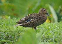 Hawaiian Duck