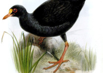 Hawaiian Gallinule