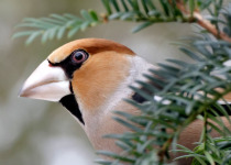 Hawfinch