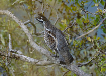 Hazel Grouse