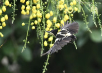Heart-spotted Woodpecker