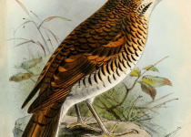 Hein's thrush