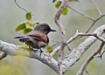 Hellmayr's spinetail