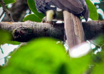 Helmeted Hornbill