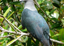 Helmeted Imperial Pigeon