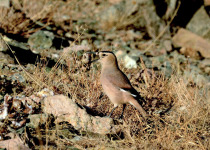 Henderson's ground jay