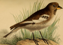 Henrici's Snowfinch