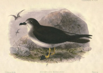 Herald Petrel