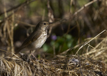 Hermit Thrush