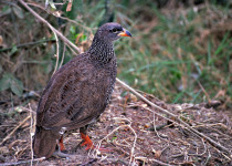 Hildebrandt's Spurfowl