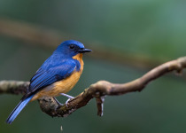 Hill Blue Flycatcher