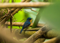 Hill Blue Flycatcher