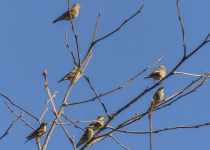 Himalayan Accentor