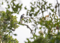 Himalayan Cuckoo