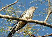 Himalayan Cuckoo