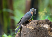 Himalayan Cuckoo