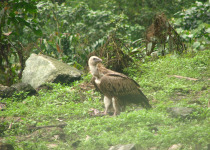 Himalayan Griffon
