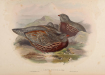 Himalayan Monal