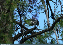 Himalayan Nutcracker