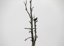 Himalayan Nutcracker