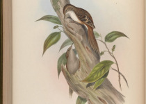 Himalayan Tree Creeper