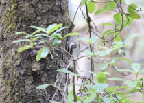 Himalayan Tree Creeper