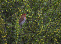 Himalayan White-browed Rosefinch