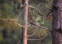 Hispaniolan Crossbill