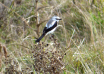 Hispaniolan Emerald Cuckoo