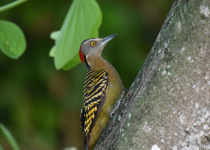 Hispaniolan woodpecker