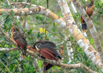 Hoatzin