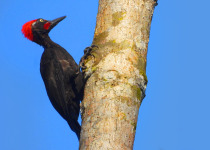 Hodge's Woodpecker