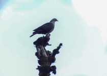 Hodgson's Imperial Pigeon