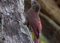 Hoffmann's woodcreeper